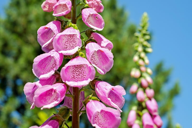 Vertical Garden Flowers